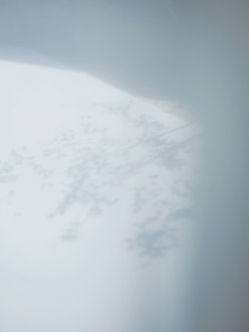 白い面に落ちる枝葉の影